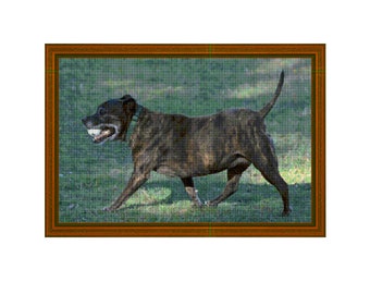 STAFFORDSHIRE BULL TERRIER - Cross Stitch Chart