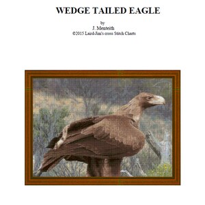 KEILSCHWANZ ADLER