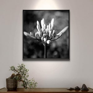 Black and White Flower in Bloom Elegant Floral Wall Art. Digital instant download, Printable art.