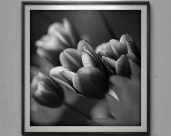 Könnte beinhalten: Schwarz-Weiß-Druck mit Rahmen, der Tulpen zeigt. Das Bild konzentriert sich auf die zarten Blütenblätter und Schatten, wodurch ein ansprechendes Blumenarrangement entsteht. Der dunkle Rahmen kontrastiert mit den hellen Blumen.