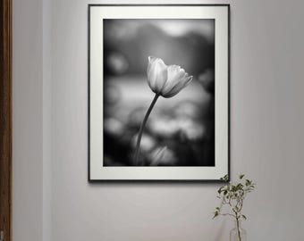 Könnte beinhalten: Ein Schwarzweißfoto einer einzelnen Tulpe in einem Rahmen, das an einer weißen Wand über einer Kommode aus Holz hängt.