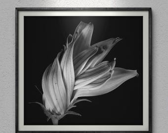 Artistic Black and White Blooming Flower - Elegant Floral Wall Art. Digital download, Printable art.