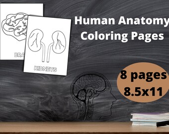 Anatomy 2nd Grade - Etsy