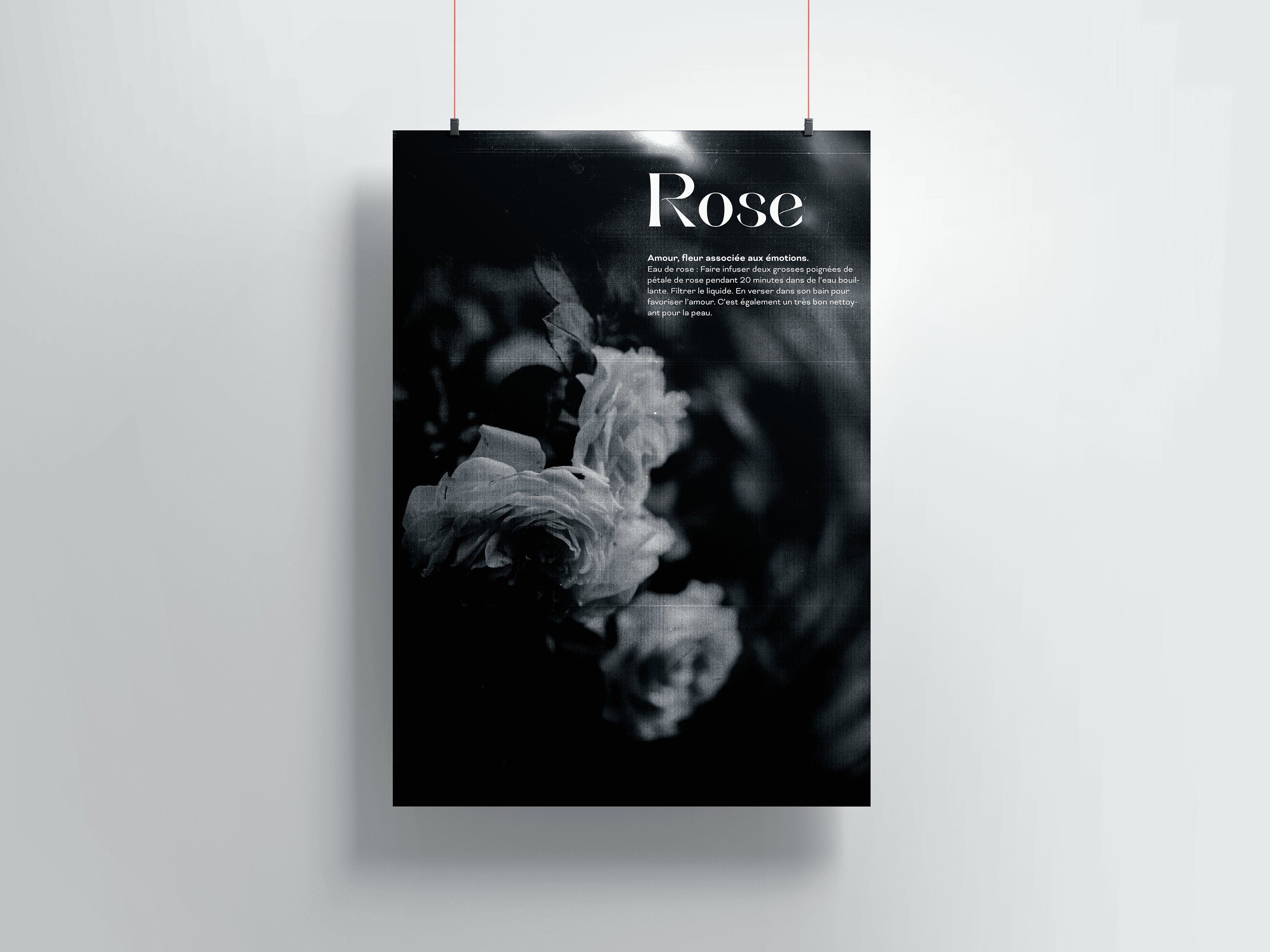 Affiche Fleur Rose Magique, Impression A3 - Art