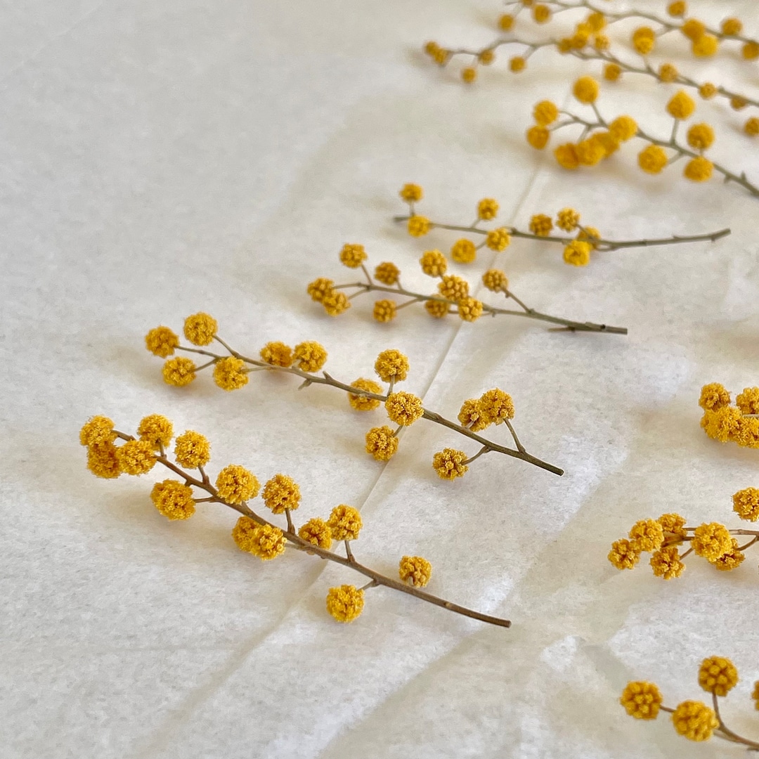 Dried Mimosa Pieces, Crafts, Resin, Yellow, Dried Florals Etsy
