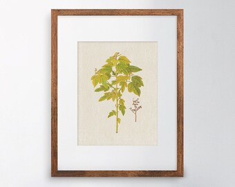 Printable Botanical Illustration | Botanical Painting Print | Green Leaves Antique Botanical Book | Vintage Botanical Print | Botanical_0015