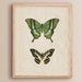 see more listings in the Botanical Insect section