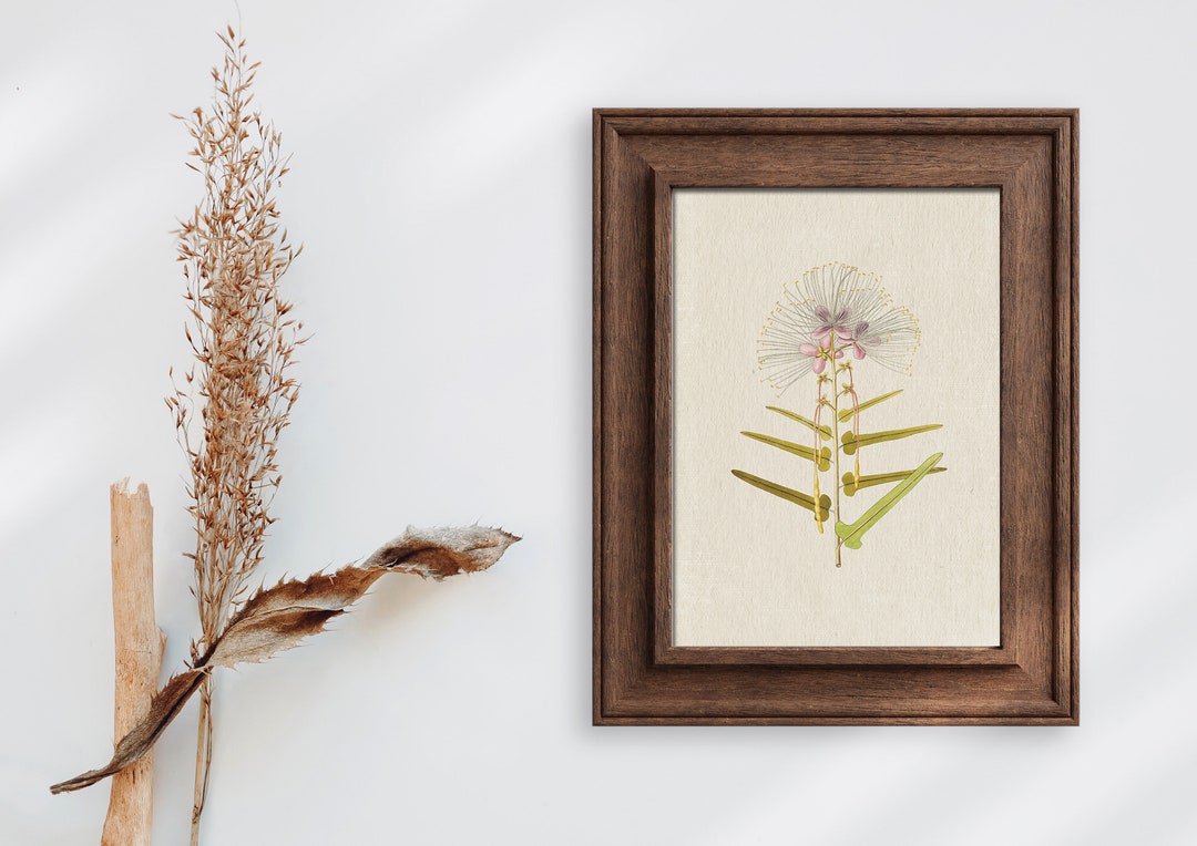 Printable Vintage Botanical Prints | Vintage Style Botanical Prints ...