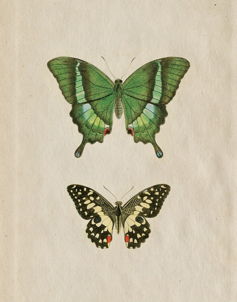 butterfly decor, butterfly art, butterfly art print, butterfly wall art, vintage butterfly, butterfly poster, butterfly print, botanical butterfly, butterfly painting, botanical butterfly art, botanical butterfly print, butterfly illustration