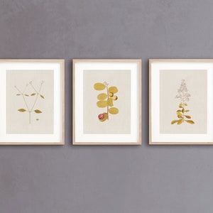 Vintage Botanical Print Set of 3 | Neutral Botanical Print Set | Minimalistic Botany | Neutral Prints | Gallery Wall Bundle Eclectic Gallery