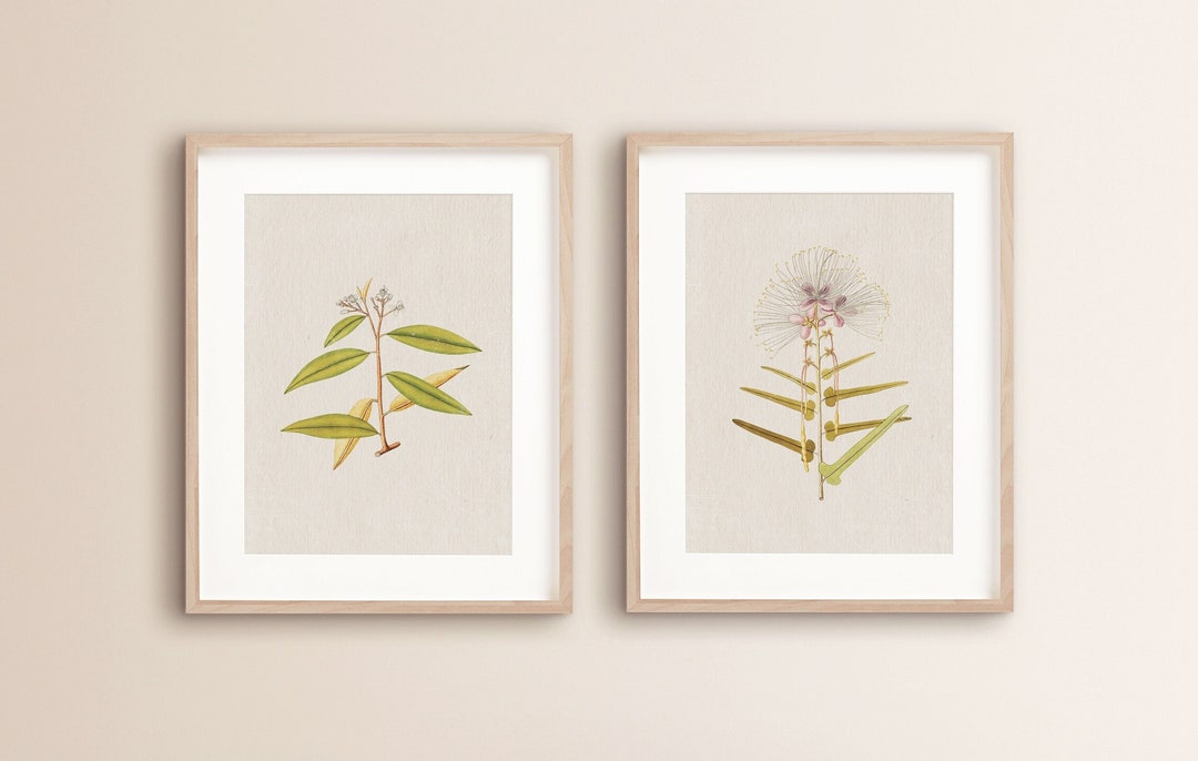 Vintage Botanical Print Set of 2 | Antique Botanical Prints | Vintage ...