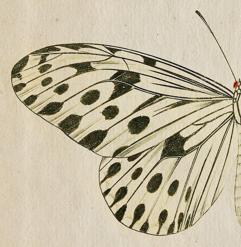 Butterfly Printable Art | Aesthetic Room Decor | Botanical Butterfly ...