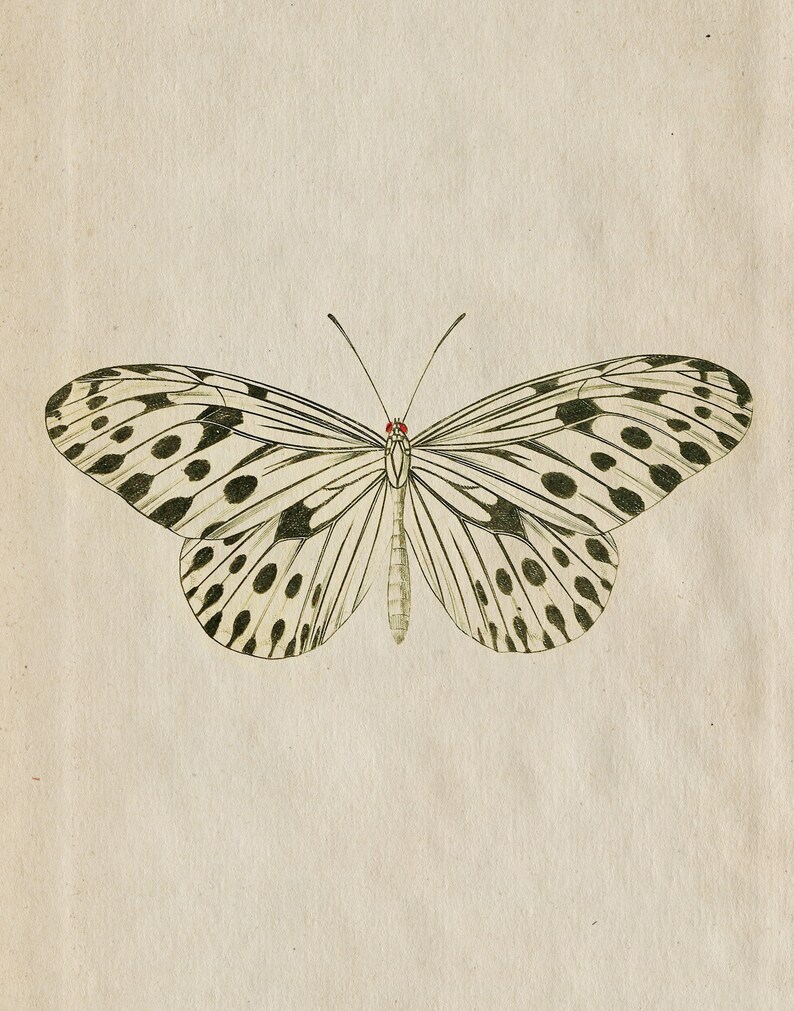 Butterfly Printable Art | Aesthetic Room Decor | Botanical Butterfly ...