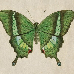 May include: A green butterfly with white and green stripes on its wings. The butterfly has red markings on its wings.