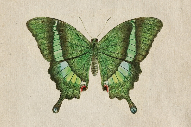 May include: A green butterfly with white and green stripes on its wings. The butterfly has red markings on its wings.