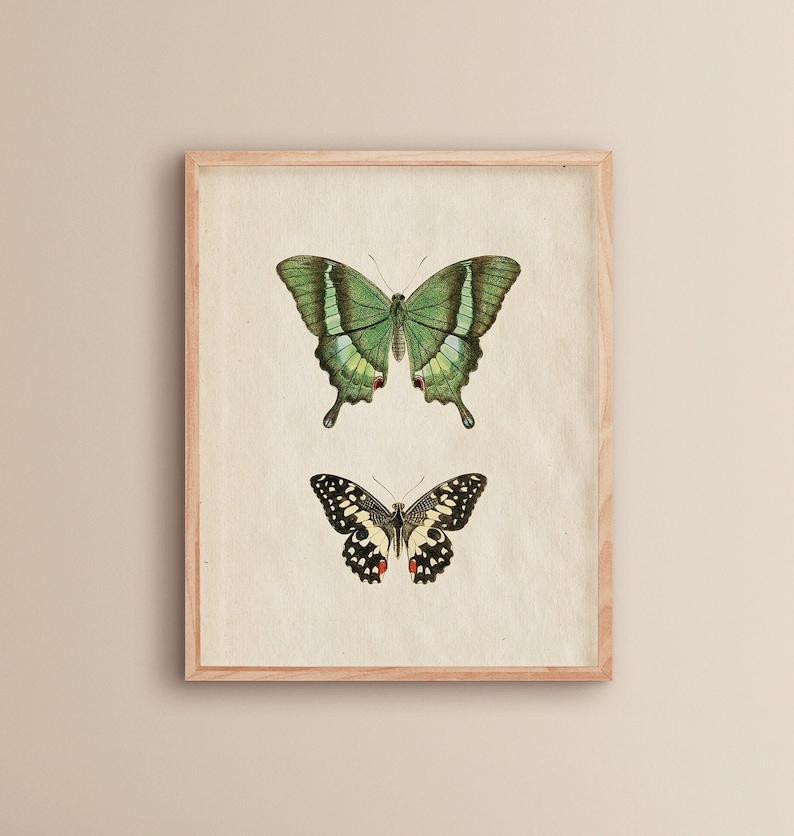 May include: A framed print featuring two butterflies. The top butterfly is green with black markings and the bottom butterfly is black and white with red markings.