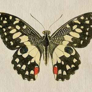 May include: A vintage illustration of a black and white butterfly with red accents on its wings. The butterfly is on a light beige background.