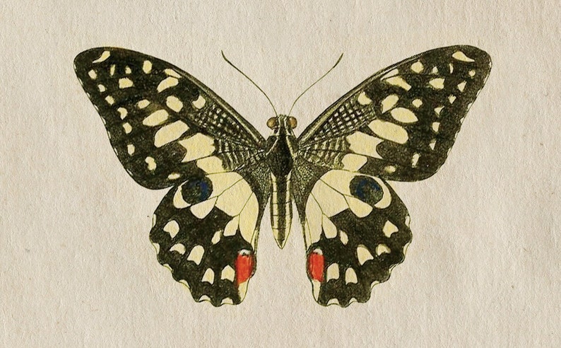 May include: A vintage illustration of a black and white butterfly with red accents on its wings. The butterfly is on a light beige background.
