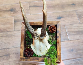 本物の鹿の頭蓋骨、ビンテージの壁アート、剥製、鹿の角、カントリー