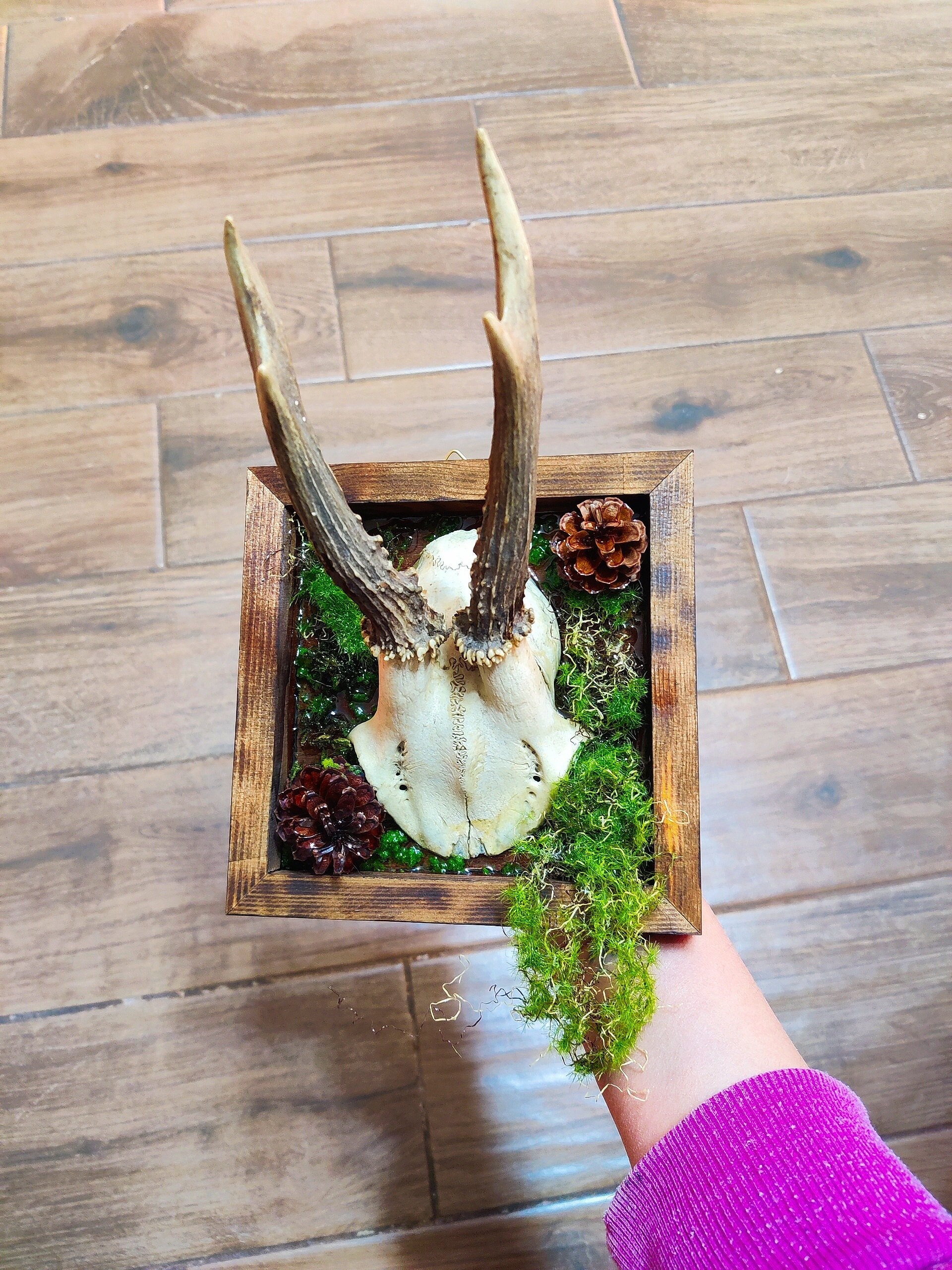 頭蓋骨付き鹿の角  No.4  日本鹿  角  壁掛け  匿名配送 頭蓋骨付き鹿の角 No.4 日本鹿 角 壁掛け 匿名配送