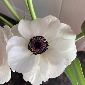 10 Corms Anemone (Size 5/7) - Mistral Plus Panda Bianco - SHIPPING NOW