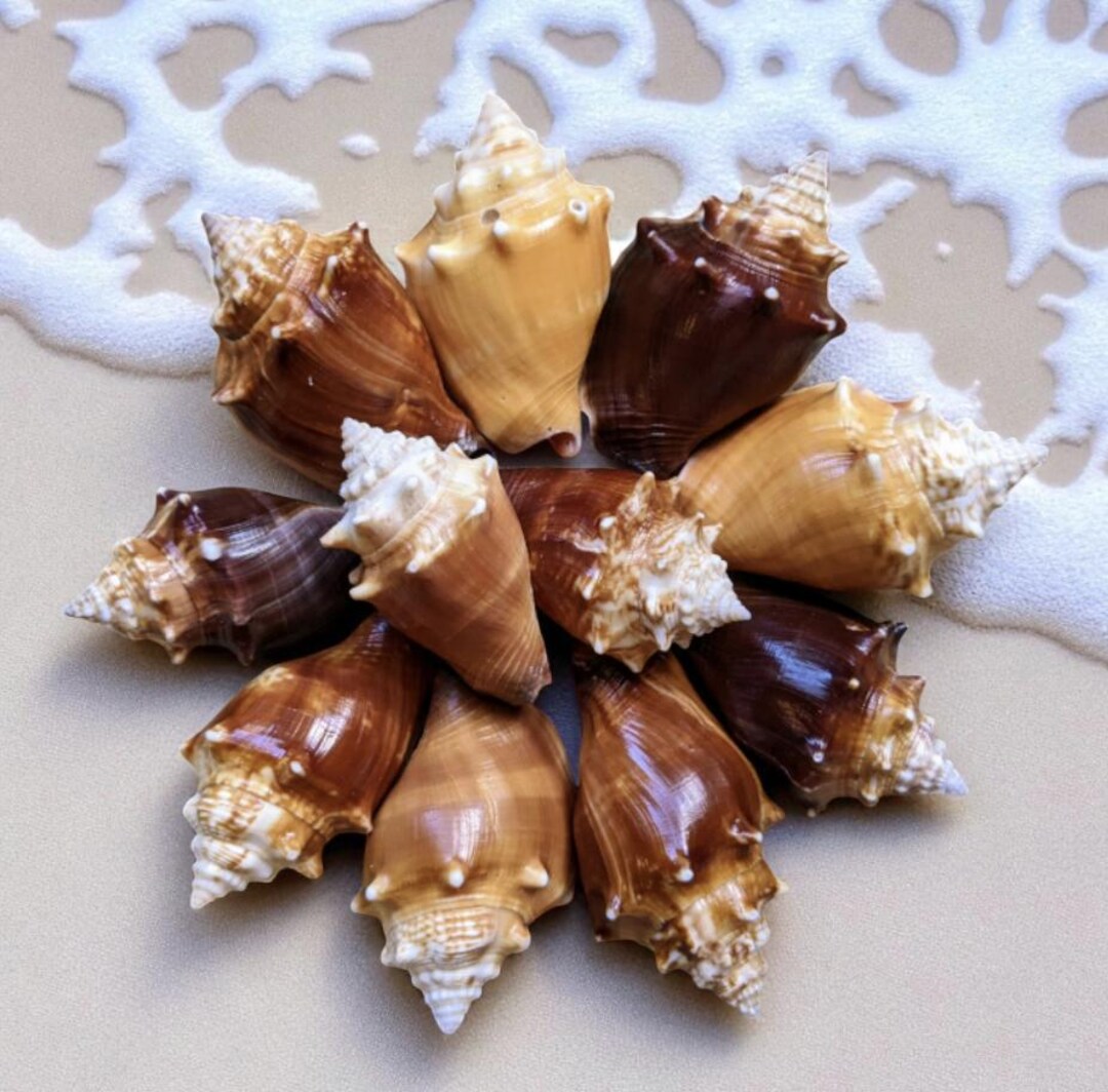 Conch Shell Set Florida Fighting Conch Shells: Coastal Decor Treasures, Set of 5 - Etsy