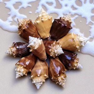 May include: A collection of various seashells arranged in a circular pattern. The shells display a range of colors, including light tan, brown, and dark chocolate. The background features a sandy surface with a white, foamy texture, resembling ocean waves.