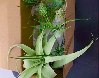 DAMAGED and DISCOUNTED Tillandsia Airplants (you choose quantity)