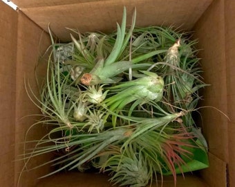 Lot of Assorted Airplants Tillandsia FREE SHIPPING (you choose quantity of plants)