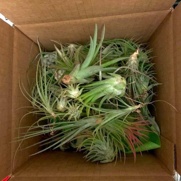 Lot of Assorted Airplants Tillandsia FREE SHIPPING (you choose quantity of plants)