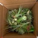 see more listings in the Airplants section