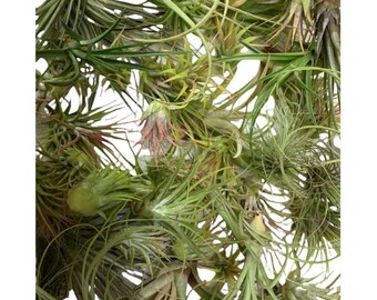 7 Pack Tillandsia Air Plants Wholesale FREE SHIPPING