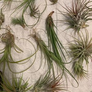 20 Pack Airplants Tillandsia FREE SHIPPING Variety