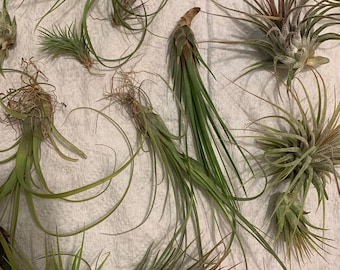 20 Pack Airplants Tillandsia FREE SHIPPING Variety