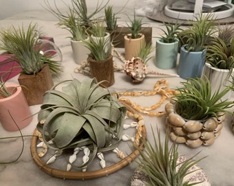 Lot of Airplants with 2 Random Accessories