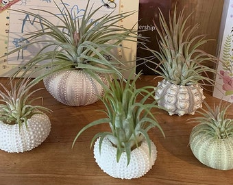 Assorted Sea Urchin Shells for Airplants