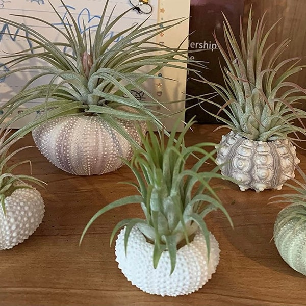 Assorted Sea Urchin Shells for Airplants