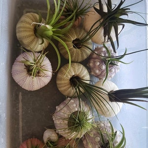 Assorted Sea Urchin Shells for Airplants - Etsy