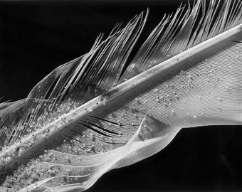 White Sandy Feather, 11x14, Unframed, Black and White Photo