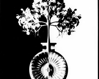 Split photogram w/ hydrangea, 11x14, Unframed, Black and White Photo