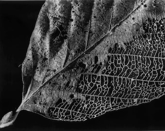 Leaf, 11x14, Unframed, Black and White Photo