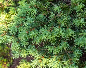 Douglas Fir Hydrosol