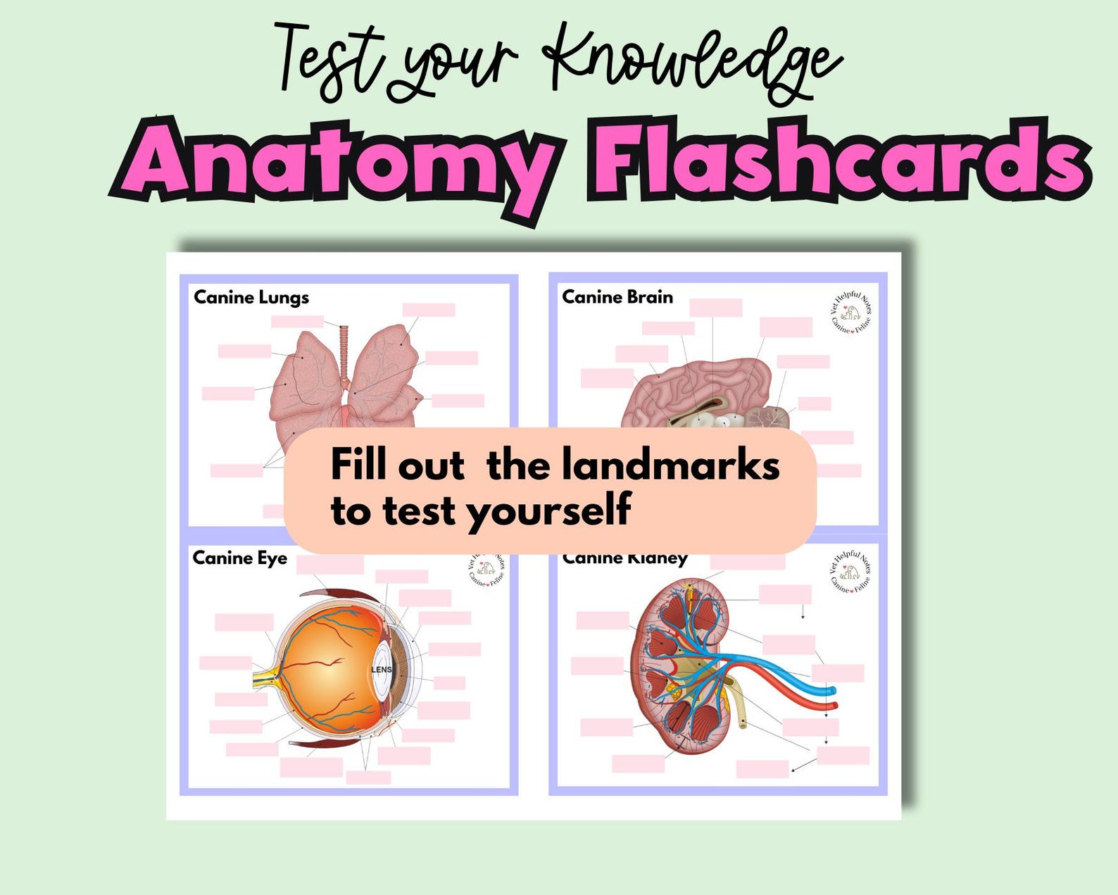 Veterinary Anatomy Flashcards Study Vet Tech Anatomy Flash Cards Canine ...