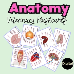 Veterinaire anatomie-flashkaarten studie dierenarts tech anatomie-flashkaarten anatomiekaarten honden afdrukbare revisiekaarten dierenarts verpleegkundige anatomisch veterinair