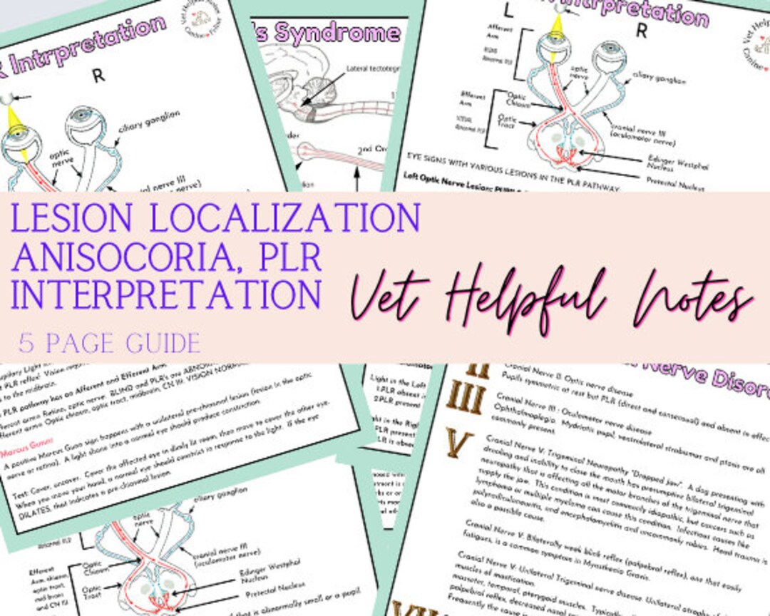 Vet Tech Neurology Study Notes Vet Nurse Cheat (Download Now) Etsy