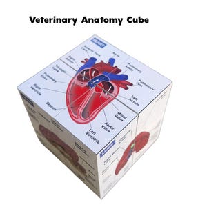 Vetmed Anatomy Study Cube canine anatomy VTNE study vet tech study anatomy cube vet study cube vet anatomy guide vet notes vetmed study