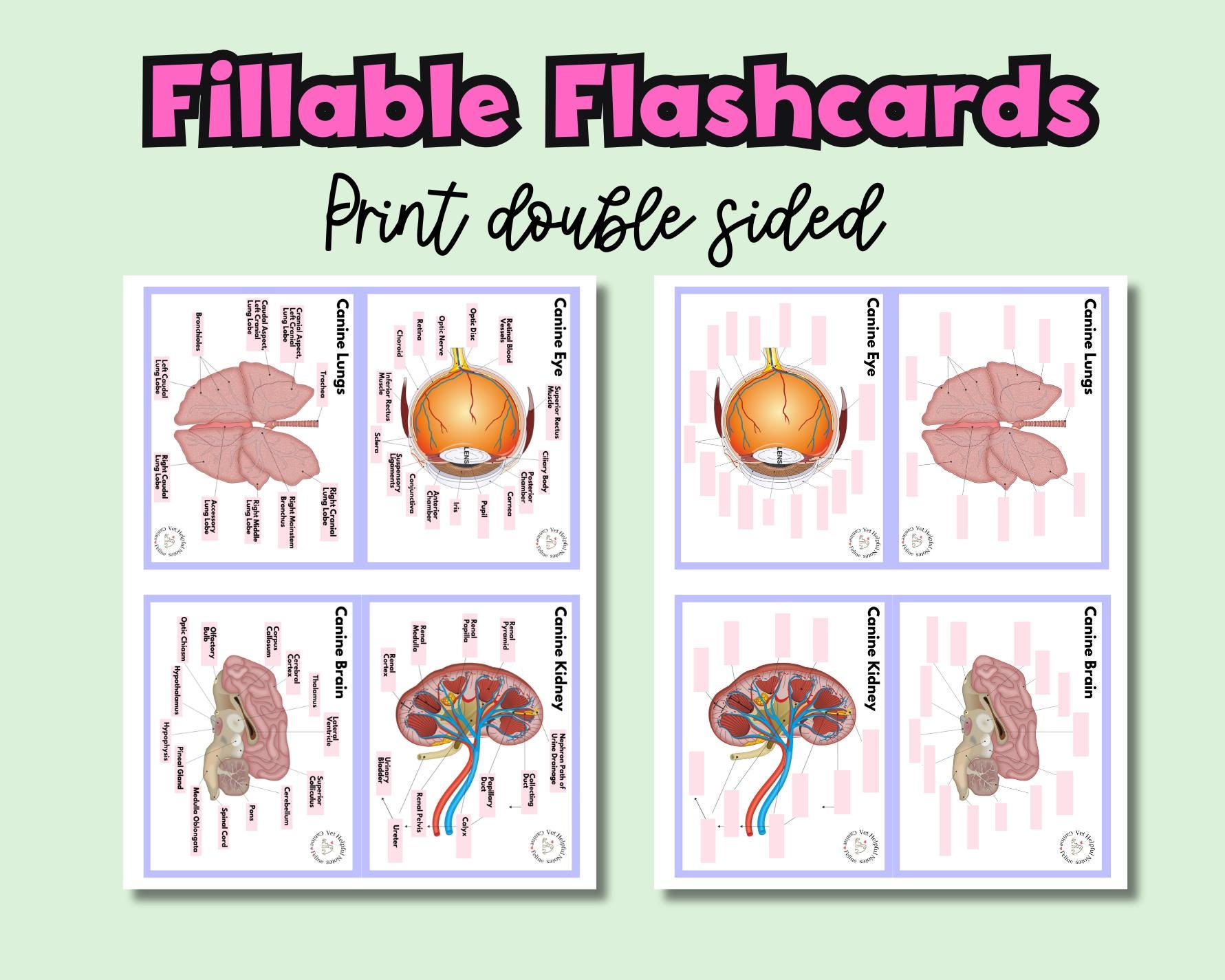 Veterinary Anatomy Flashcards Study Vet Tech Anatomy Flash Cards Canine ...