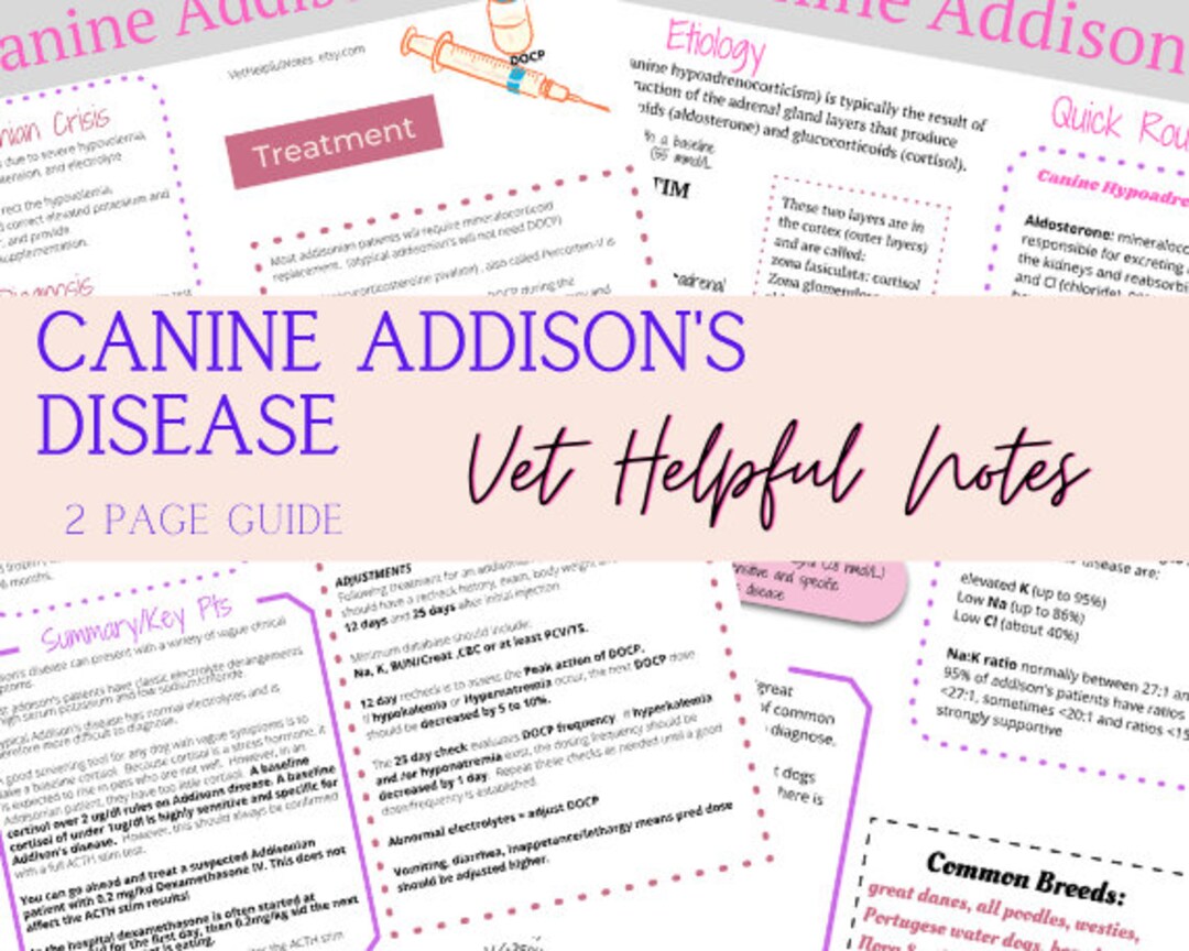 Canine Addison's Disease Guide Vet Tech Vet Student - Etsy