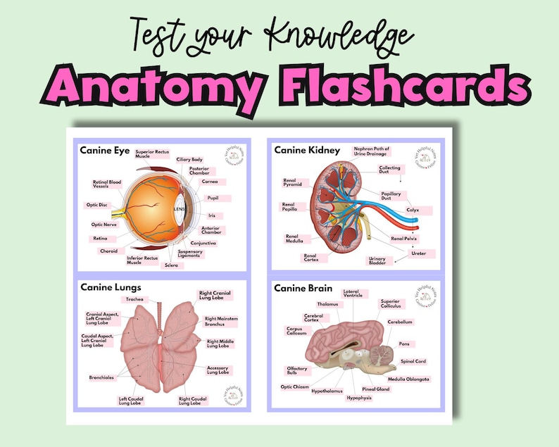 Veterinary Anatomy Flashcards Study Vet Tech Anatomy Flash Cards Canine ...