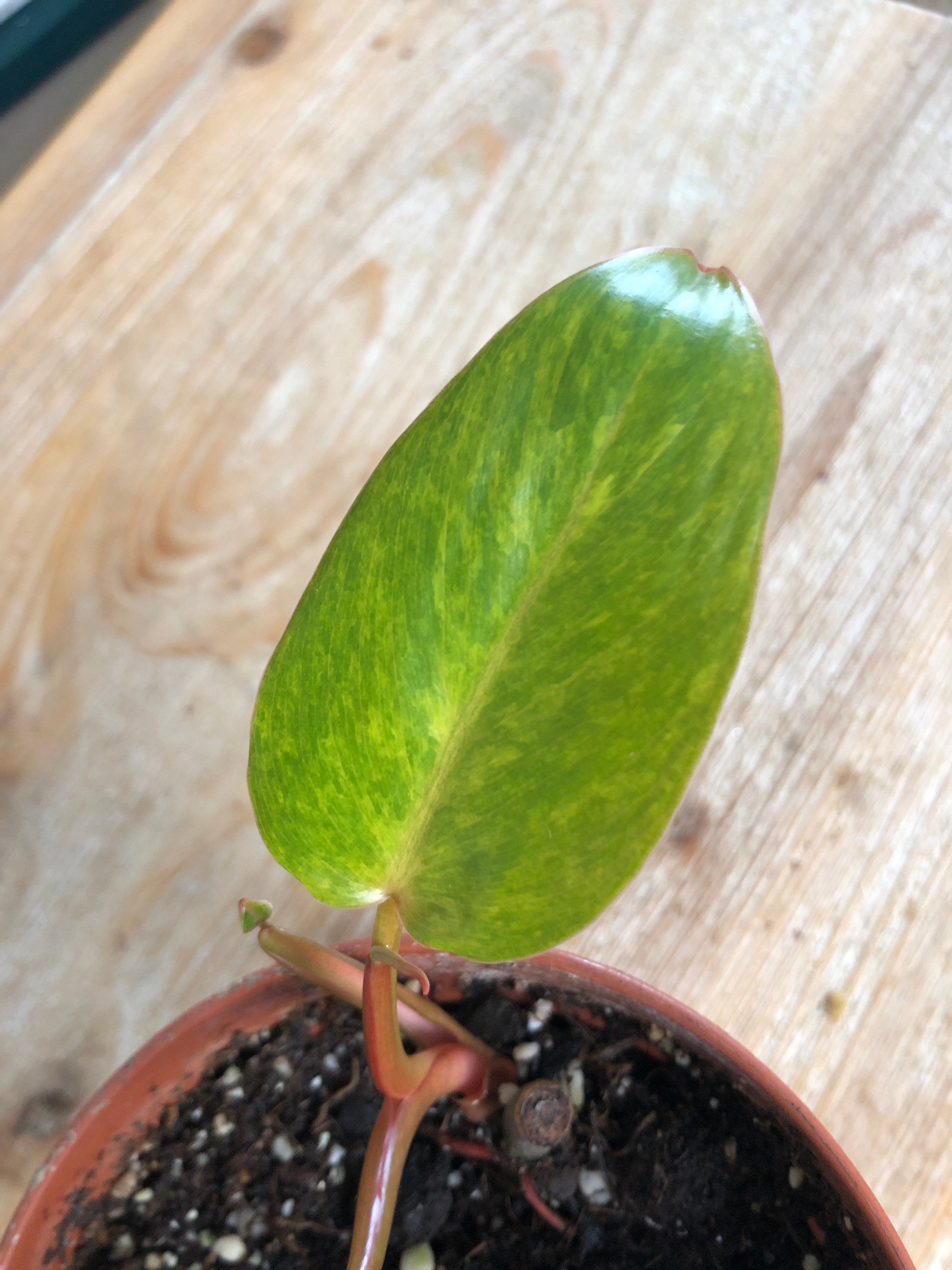 Philodendron Painted Lady